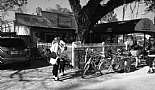 Ride on the Trace, Mandeville to Abita Springs - January 20, 2013 - Click to view photo 2 of 4. 