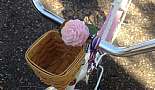 Ride through Madisonville - February 27, 2013 - Click to view photo 6 of 14. Someone found a pink carnation to match her bike.