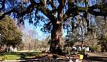 More Bicycles, Beach Cruisers, Sting-Rays, and Vintage Bikes - Click to view photo 18 of 31. Raleigh Bruiser, Schwinn Wizard of Oz - Live Oak Harbor